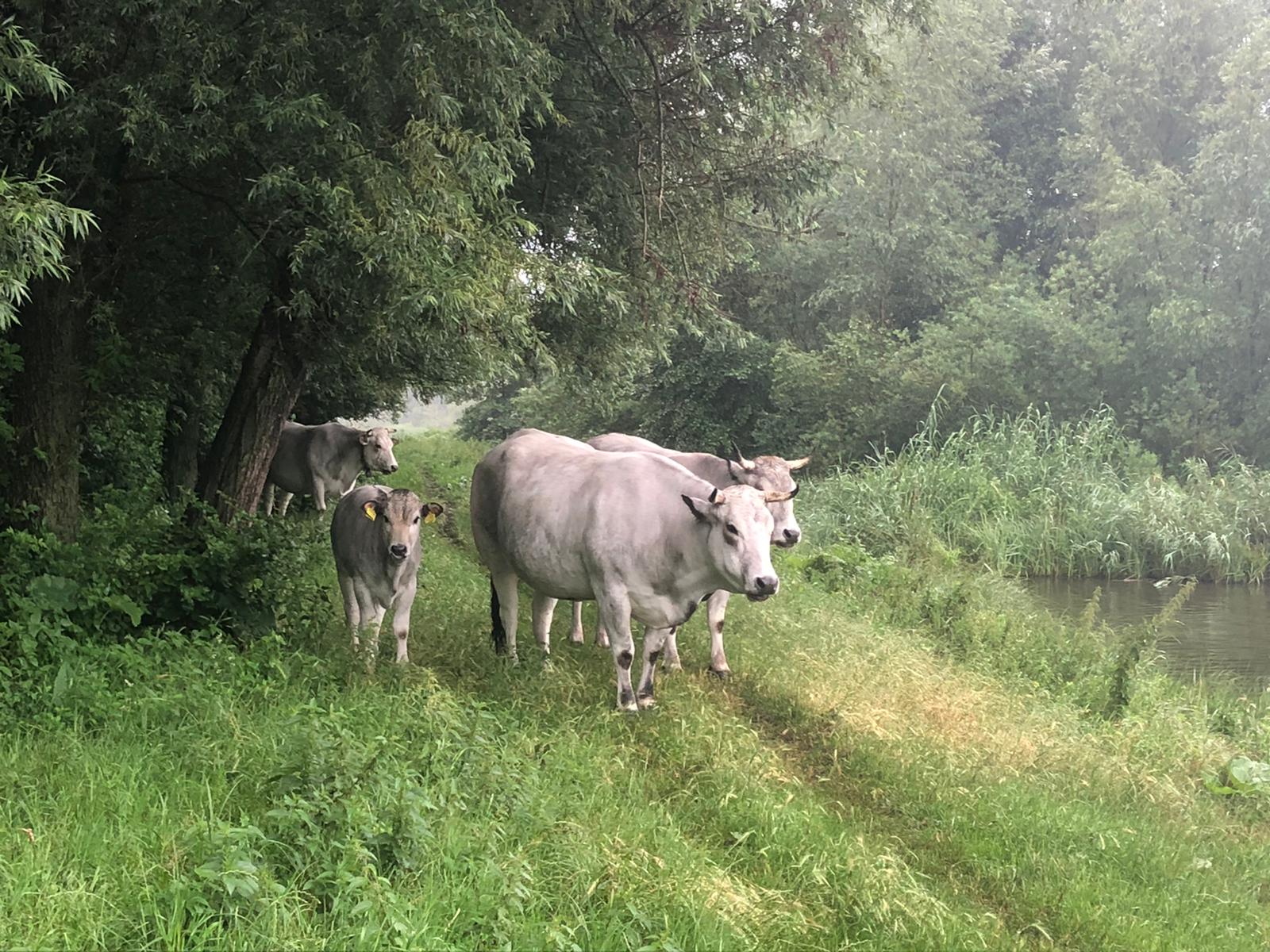 Gasconne, een Race Rustique Koopeenkoe.nl